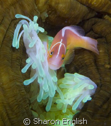 anemonefish by Sharon English 